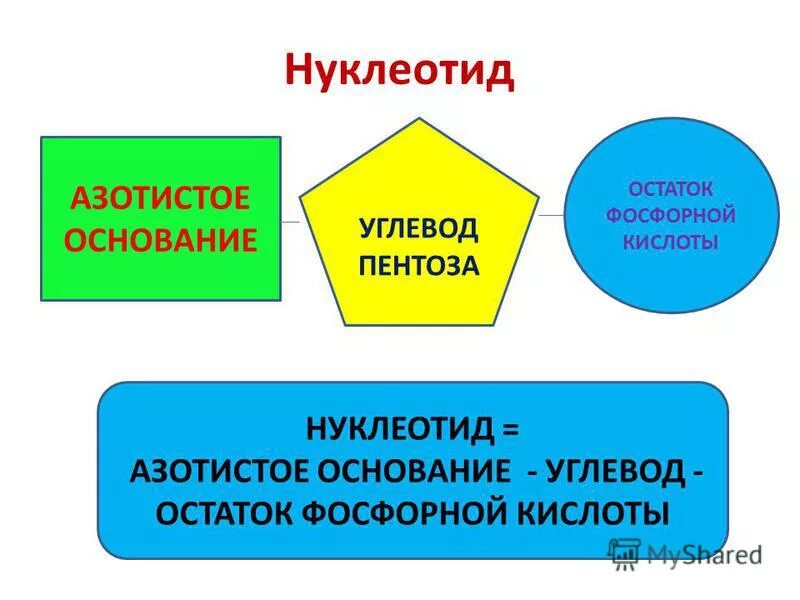 Азотистые основания нуклеотидов. Азотистое основание углевод остаток фосфорной кислоты. Азотистые основания нуклеотидов. Строение нцклеотид рнк. Азотистое основание углевод остаток фосфорной кислоты.