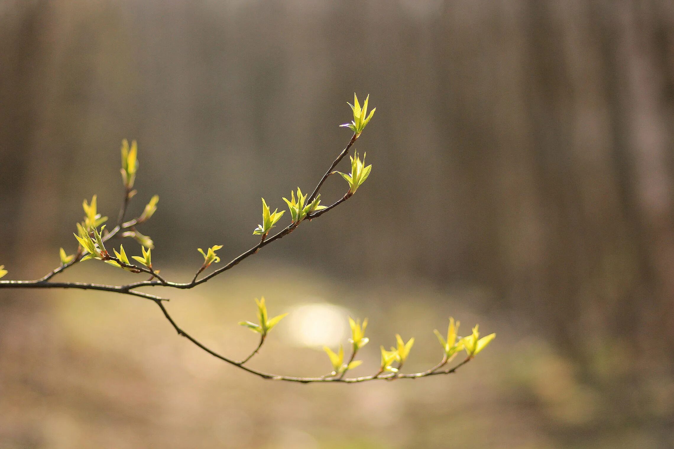 Ветка дерева. Ветка дерева. Во первых в середине предложения. Массивные ветки на деревьях. Ветви деревьев предложение.