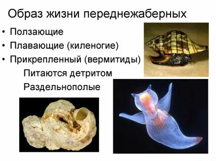 Систематические группы моллюсков