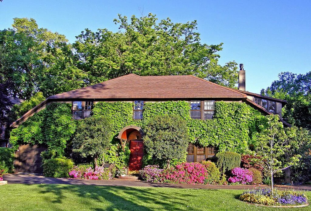 Утопающие зелени. Плющ девичий виноград. Домик утопающий в зелени. Домик в зелени. Дом в зелени.