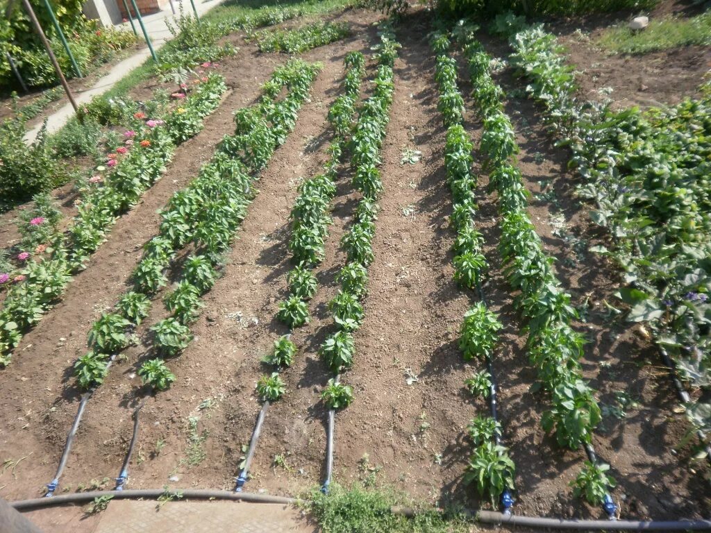 Высаживание помидоров в открытый грунт. Помидоры в открытом грунте. Помидоры на рассаду под зиму. Капельное орошение томатов. Посадить помидоры под осень.