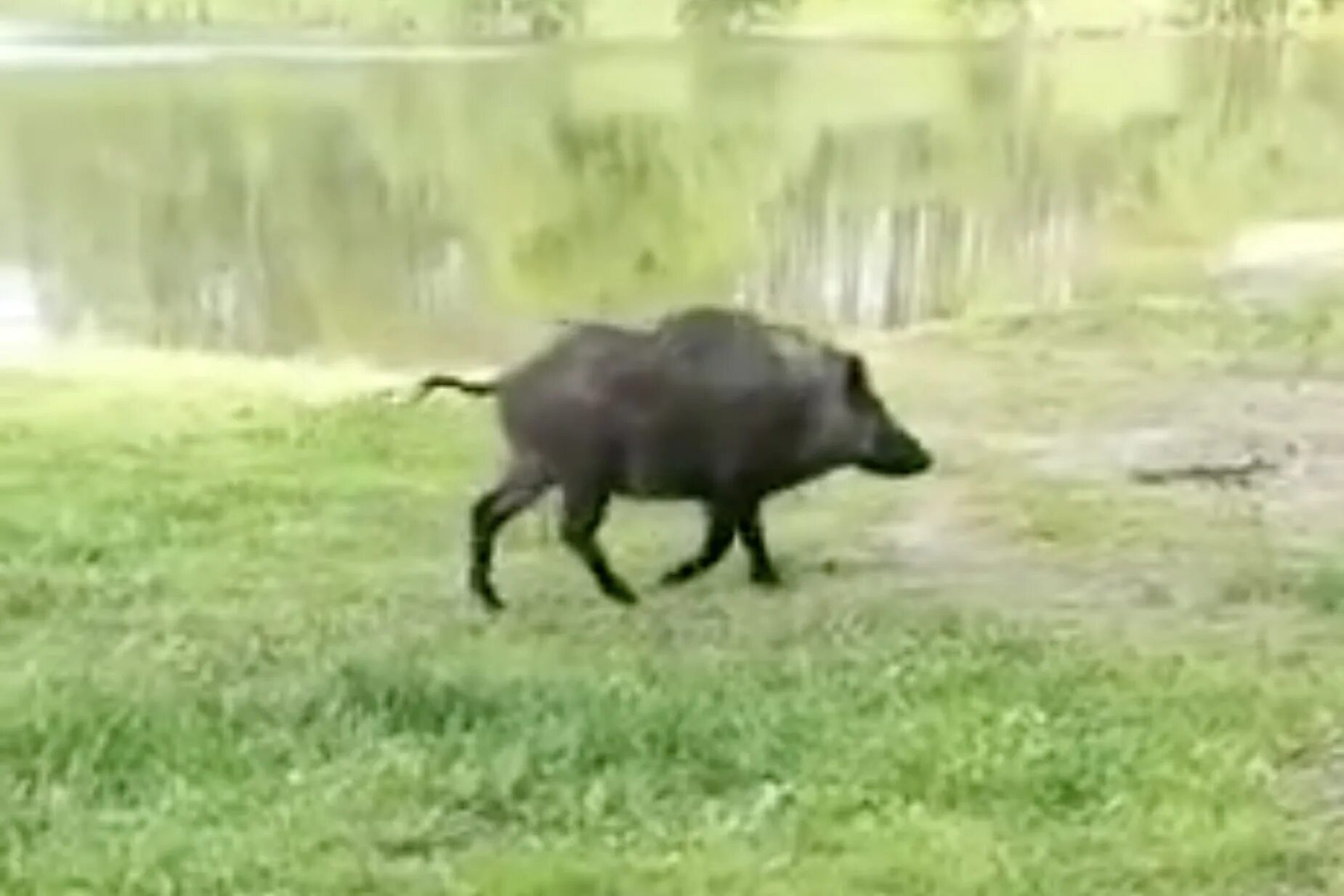 Кабан выходи. Дикая свинья. Охотник убегает от кабана. Угарный кабан на льду. Кабан выходи.