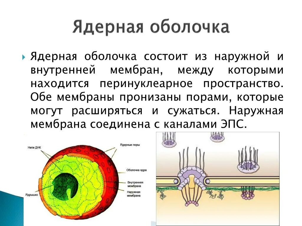 Структура особенности строения функции ядерная оболочка. Строение мембраны ядра. Ядро и ядерная мембрана строение. Наружная мембрана ядра строение.