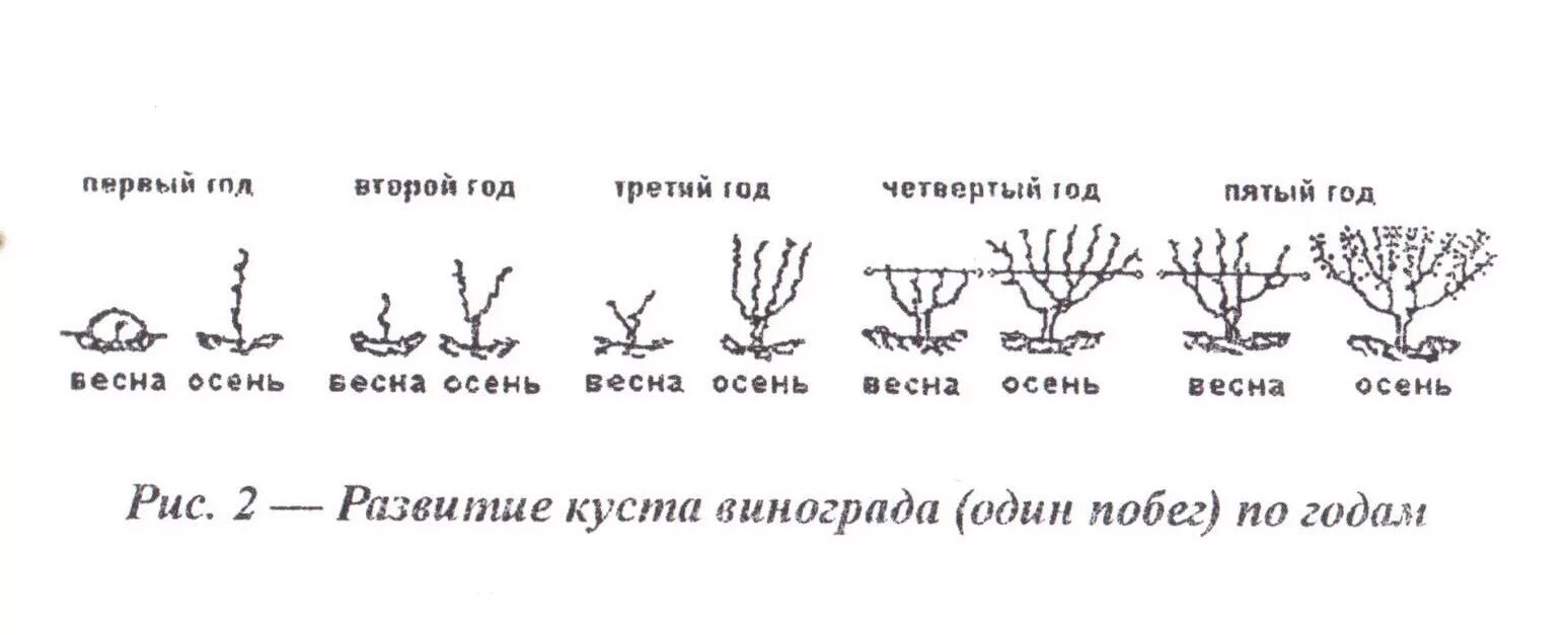 Схема посадки ореха фундук. Сколько лет куст. Схема обрезки куста смородины. Правильная обрезка роз. Схема посадки плодовых деревьев таблица.