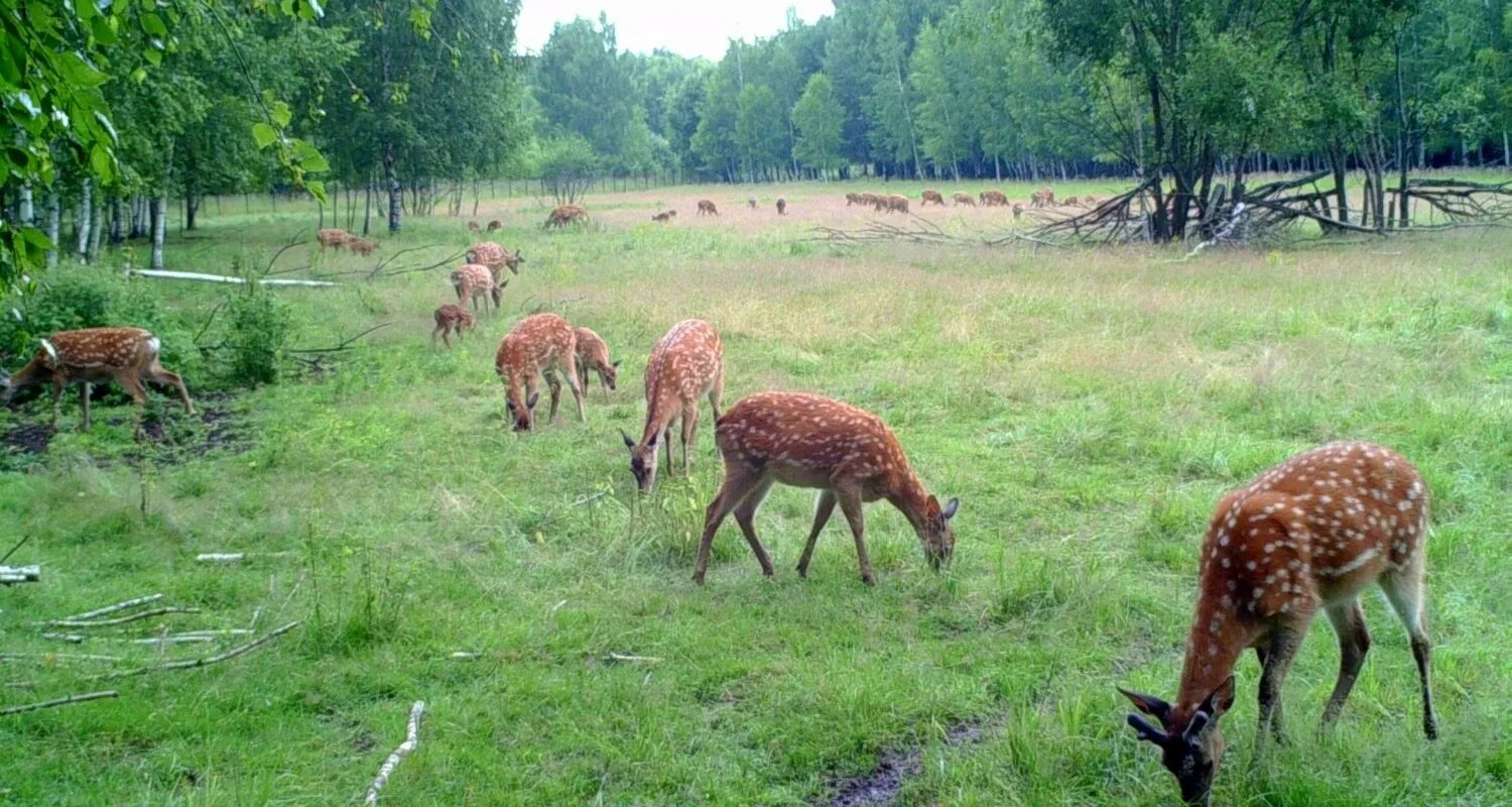 салаирский заказник в кемеровской области. государственные природные зоологические заказники. курганский заказник курганской области. государственные природные зоологические заказники. государственные природные зоологические заказники.