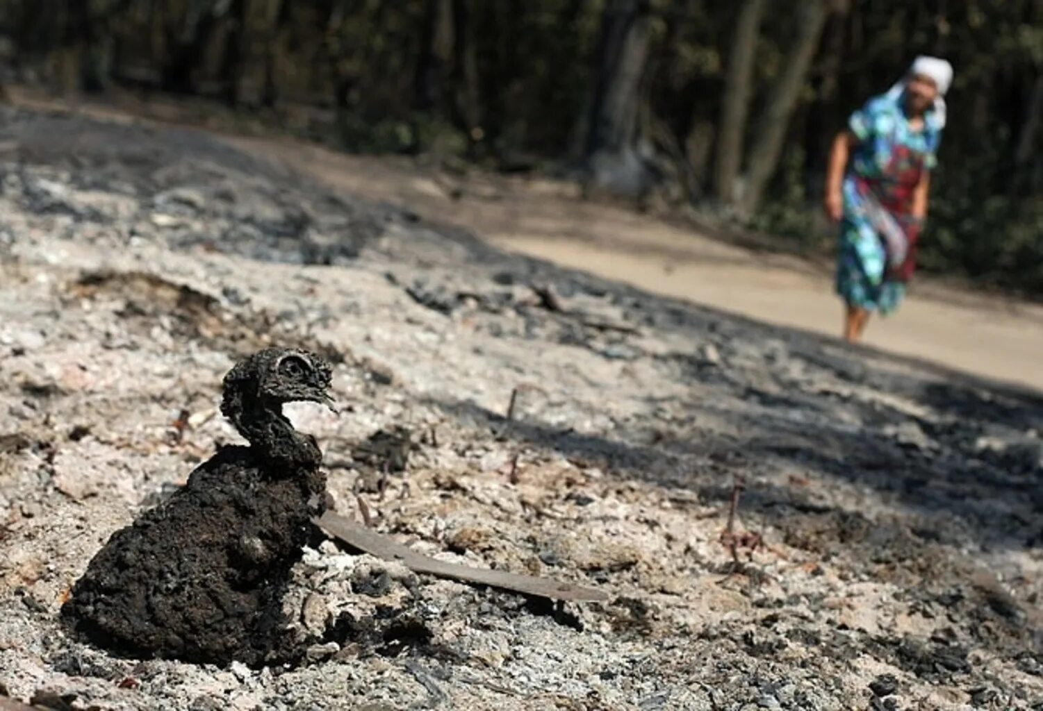 Животные после пожара в лесу. Животные после лесного пожара.