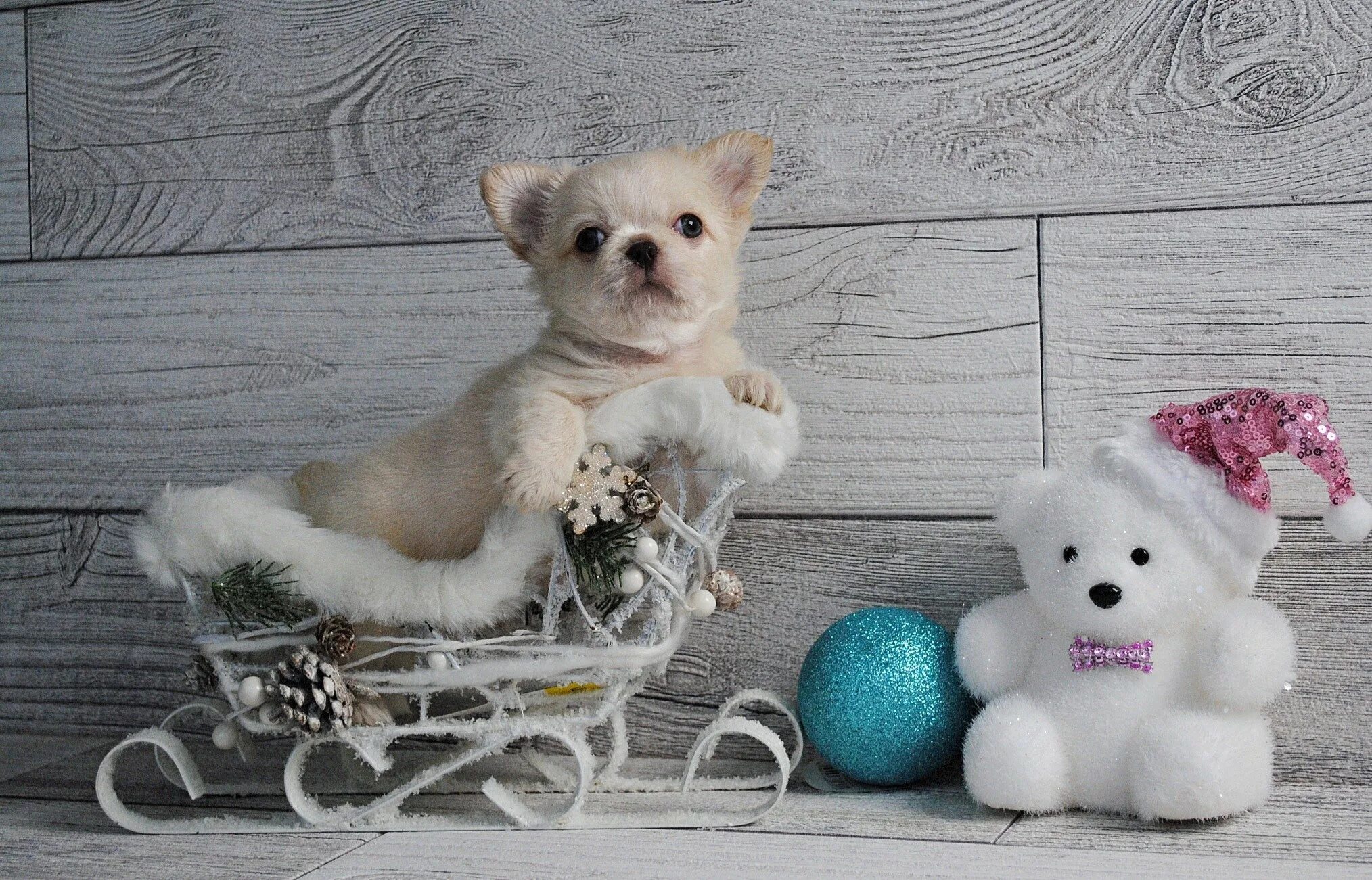 Померанский шпиц стриженный. Милые щенки. Собаки породы пупс. Собаки чау чау маленькие. Пупсики щенята.