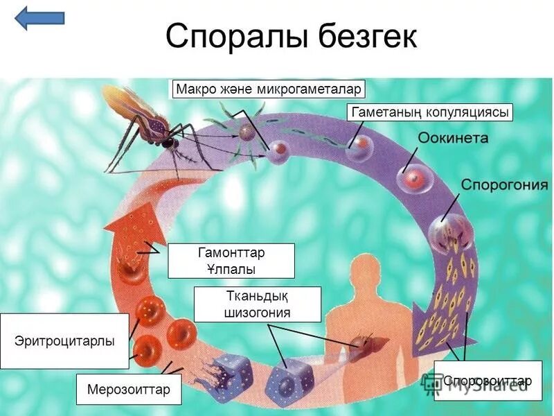 Спорал