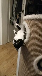 Кот внезапно