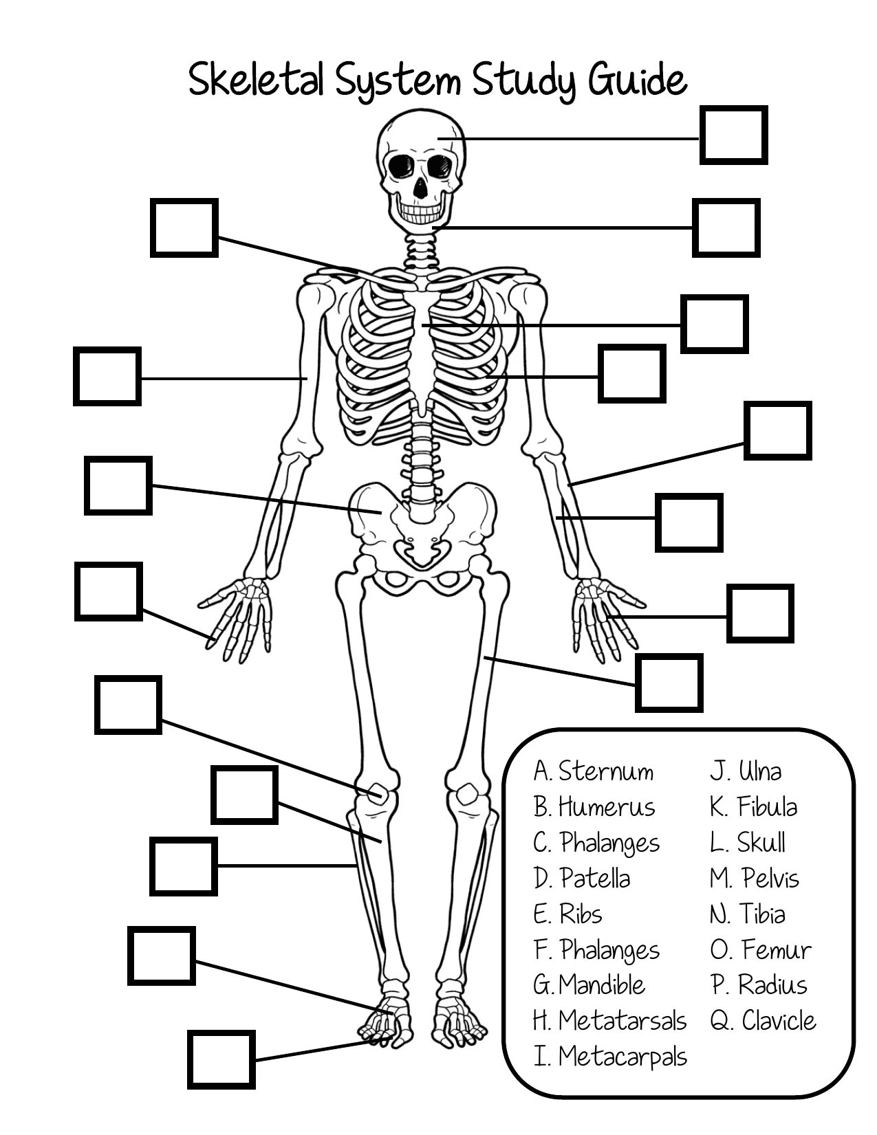 Тест по анатомии скелет. Скелет человека. skeleton worksheet. skeletal system worksheet. skeleton system.