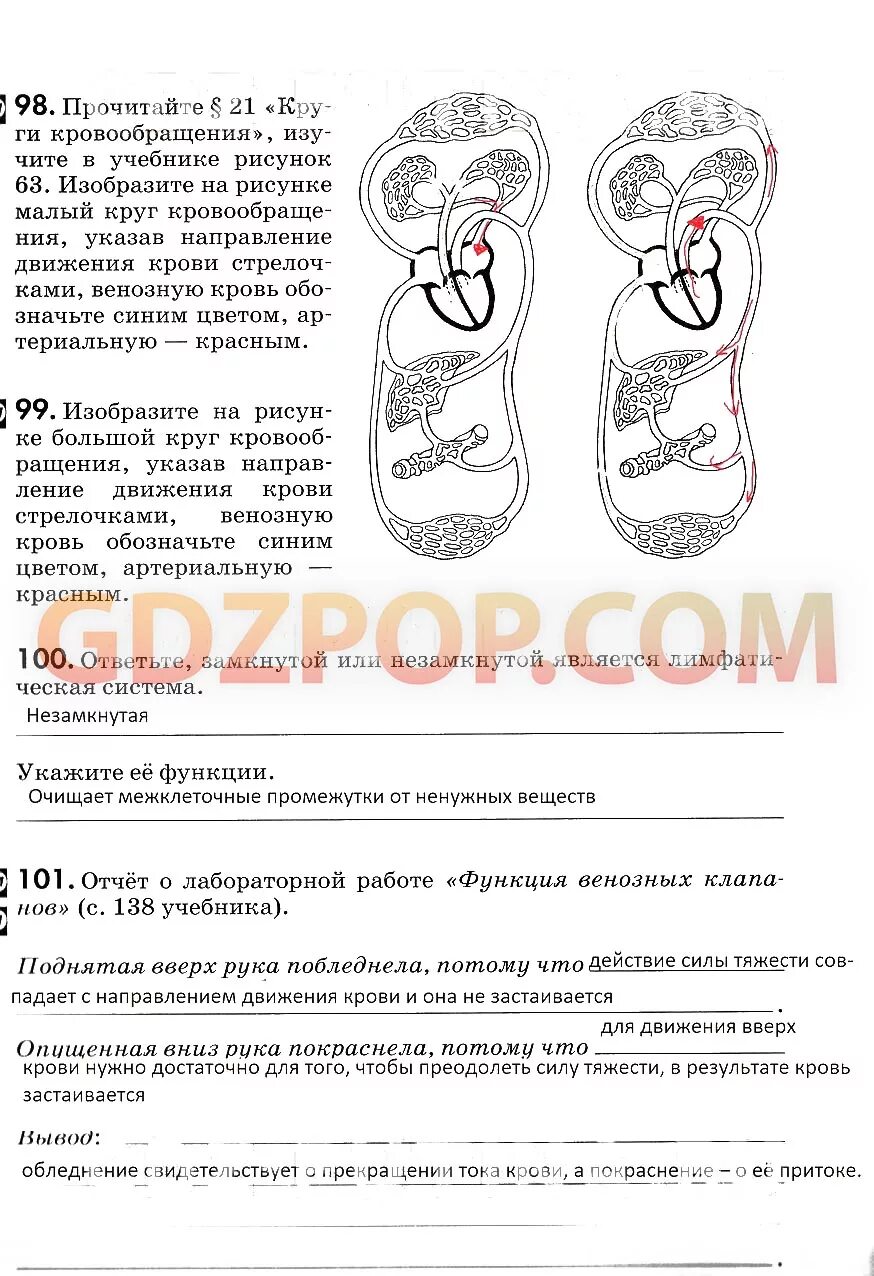 Лабораторная работа функция венозных клапанов 8 класс. Функции венозных клапанов биология 8 класс. лабораторная работа функция венозных клапанов. отчет о лабораторной работе функция венозных клапанов. биология 8 класс лабораторная работа функция венозных клапанов.