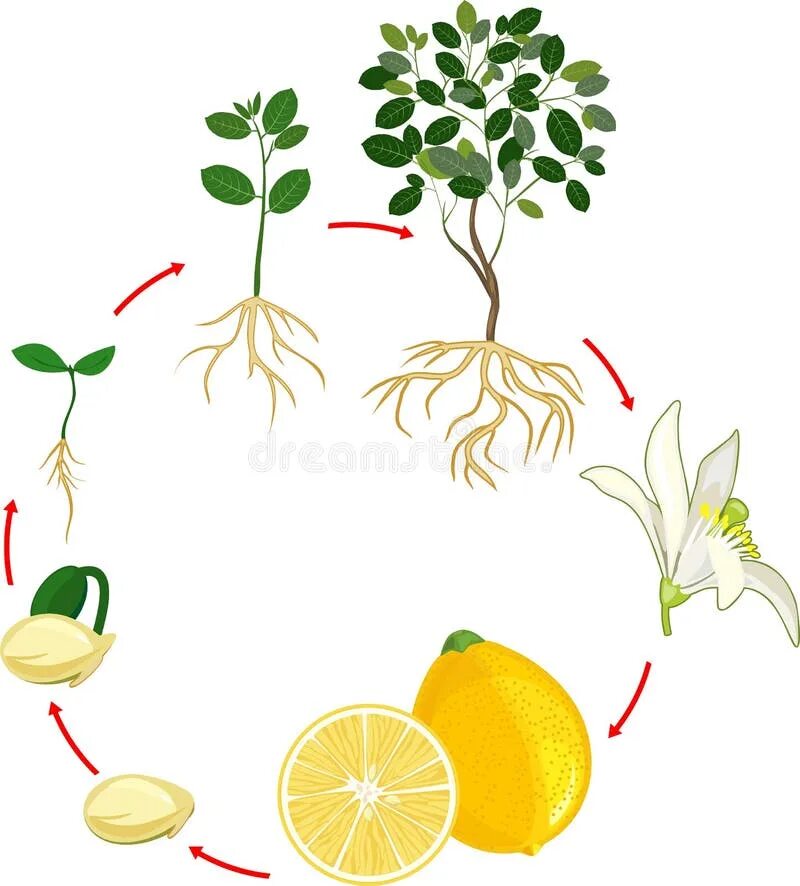 Лимонной дерево цикл. Этапы роста лимонного дерева. Цикл роста лимона для дошкольников. Цикл развития растений для детей.