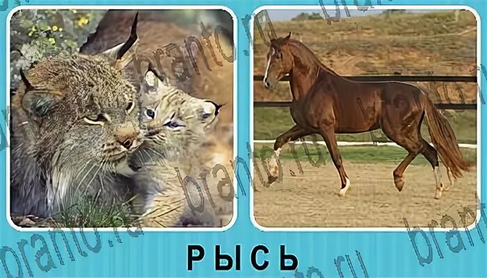 Два значения слова рысь. Рысью омонимы. рысь омоним. лошадь идет рысью омоним. предложение со словом рысь омонимы.