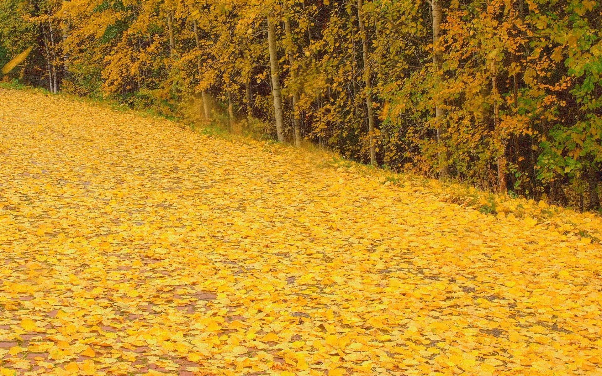 Золотом заполыхала листва. Золотая осень. Фото осень Золотая. Осень фото на рабочий стол. Богатство осени.