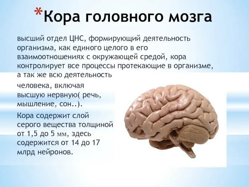 Головного мозга и корковый. Головной мозг. Отделы коры мозга.