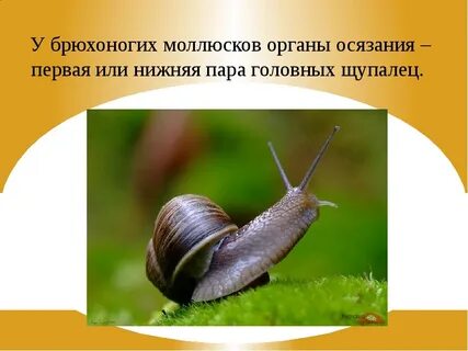 Брюхоногие моллюски туловище