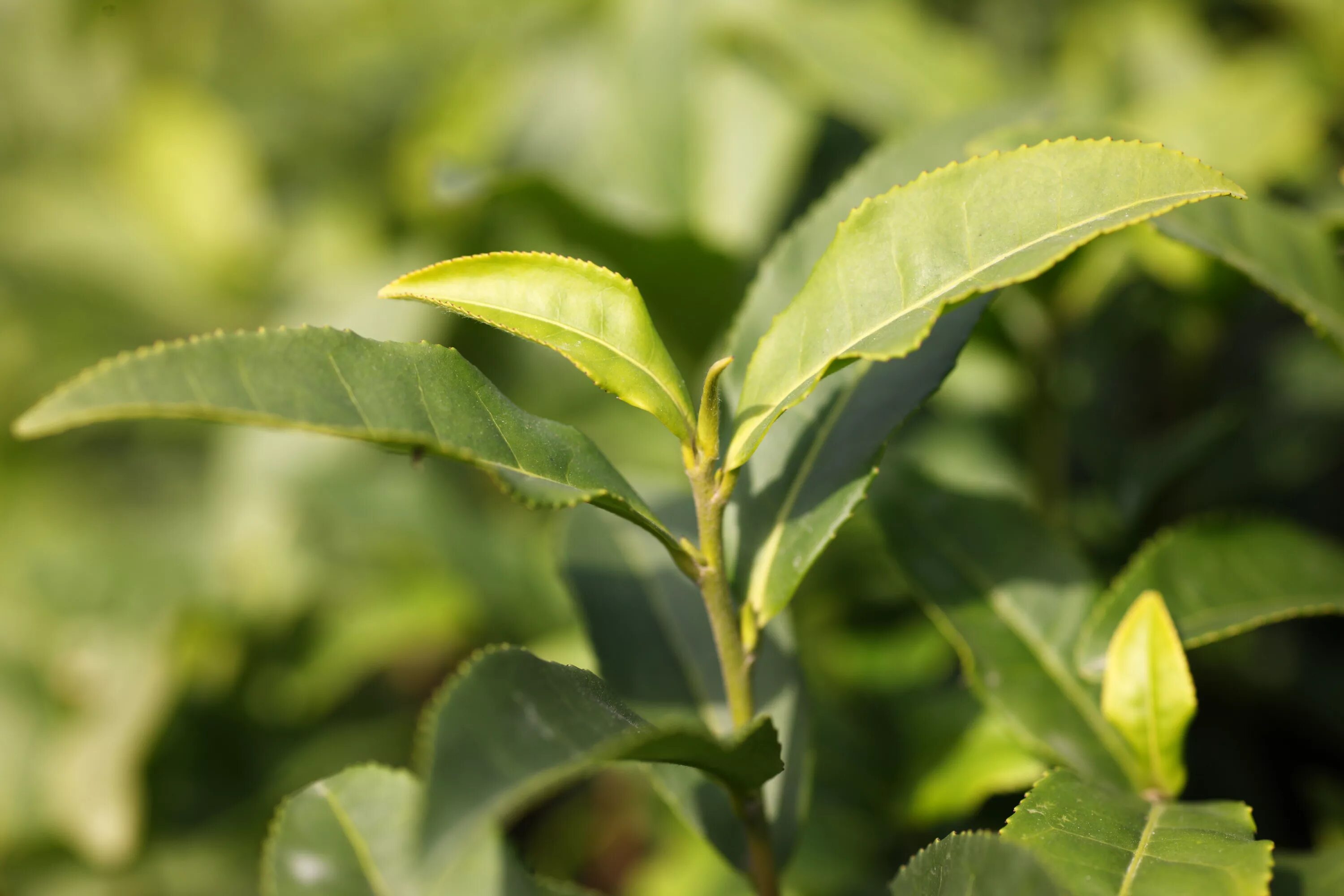 Camellia sinensis листья. Чайный куст китайская Камелия. Зеленый чай (Camellia sinensis). Растения Camellia sinensis.. Чайная листва