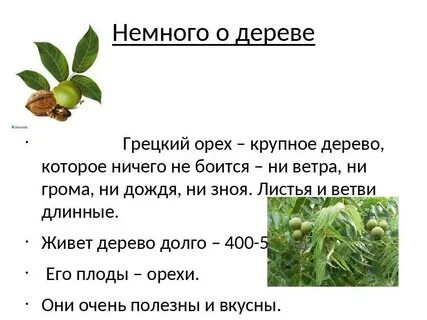 Сколько живет дерево орех