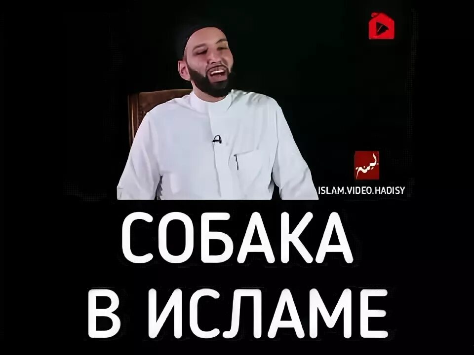 Почему нельзя собак в исламе. Собака в исламе. собака харам. собака которая разрешена в исламе. китмир собака в исламе.