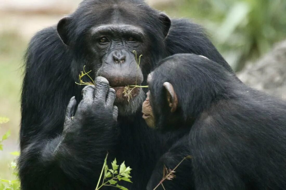 Самая человекообразная обезьяна. Шимпанзе человекообразные обезьяны. Бонобо человекообразные обезьяны. Шимпанзе Pan Troglodytes. Зубы шимпанзе бонобо.