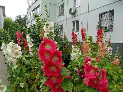 Как вырастить мальву