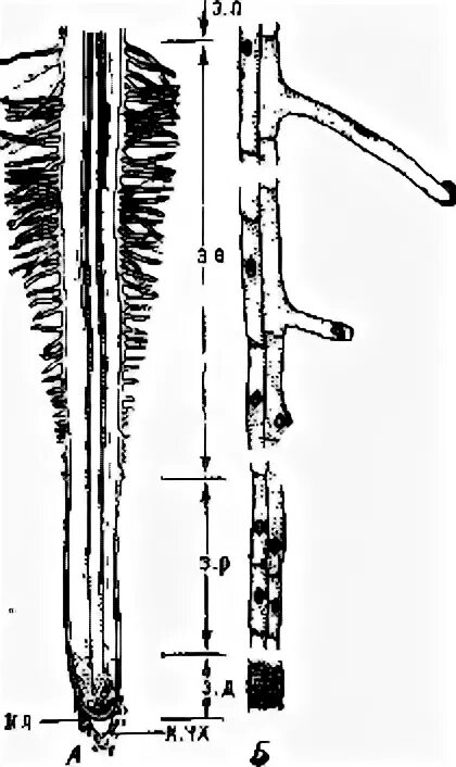 Интерпретация корень. Корни деревьев во сне. Зоны корня у проростка пшеницы. Интерпретация текста это. Нахождение корней n-й степени комплексного числа.