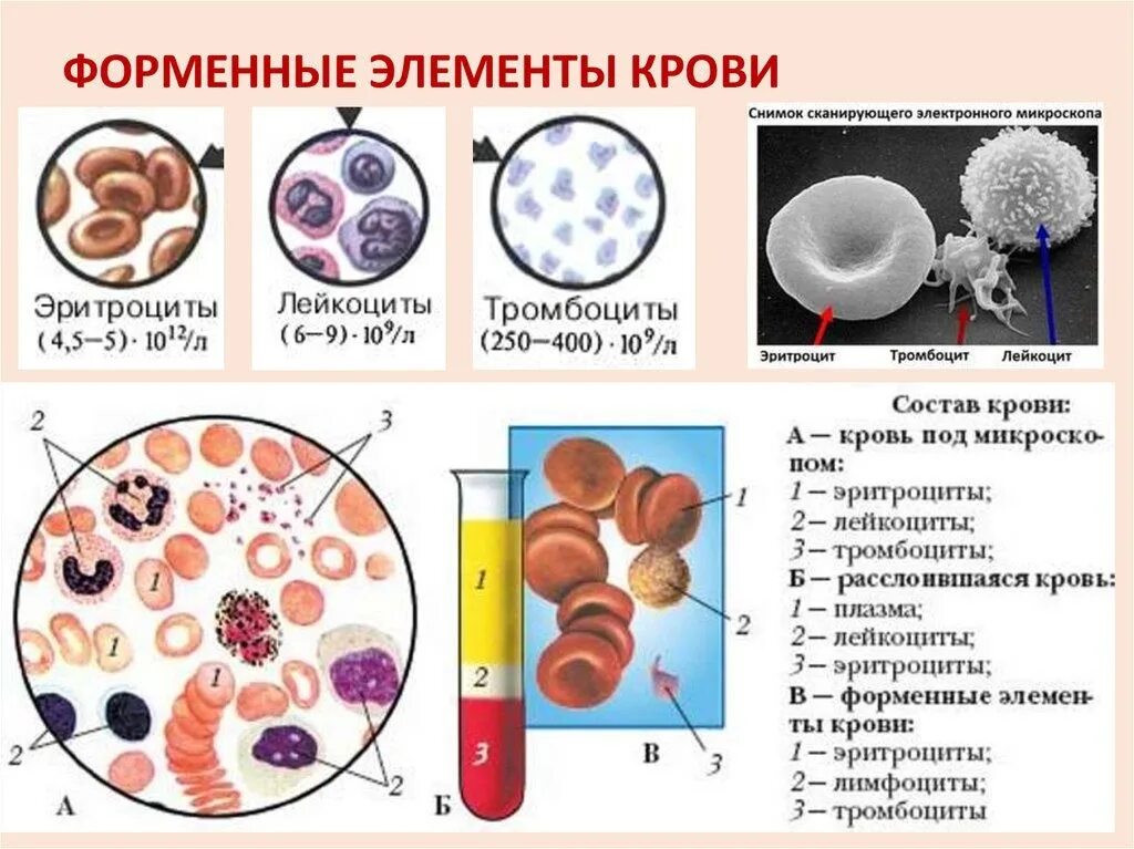 Структуры форменных элементов крови человека. Лейкоциты тромбоциты эритроциты рисунок анатомия. Состав крови и функции форменных элементов крови. Схема кровь плазма форменные элементы.