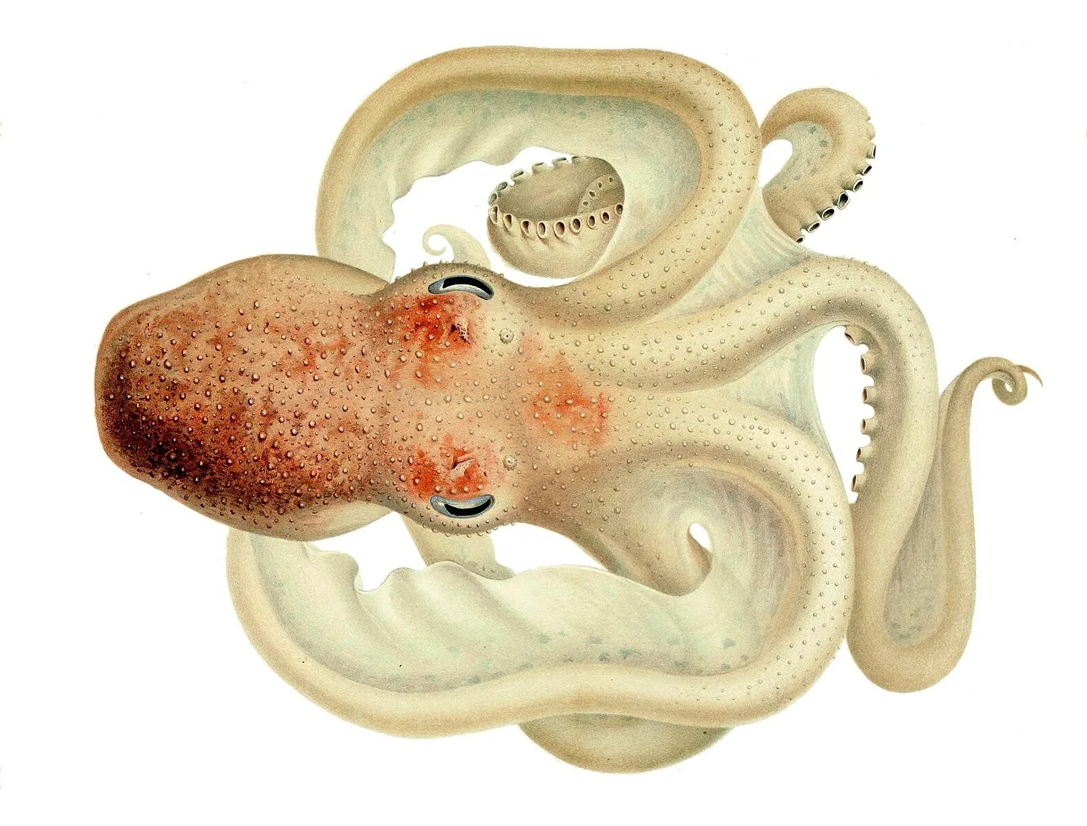 Первые головоногие. Головоногие моллюски осьминог. Velodona togata. Двужаберные головоногие. Спрут головоногий моллюск.