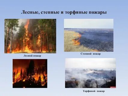 Лесные и торфяные