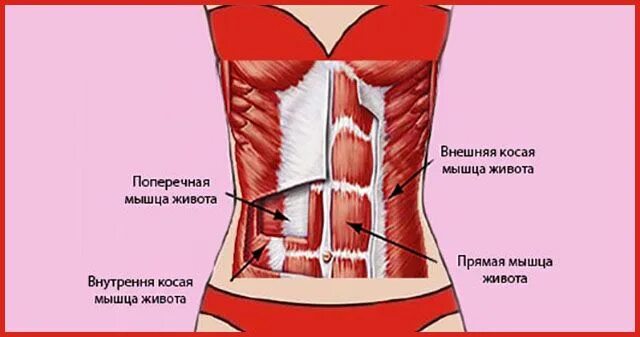 Поперечная косая мышца живота. Косые мышцы живота. Поперечная мышца живота упражнения. Поперечная мышца живота вакуум.