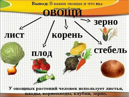 Овощи являются растениями