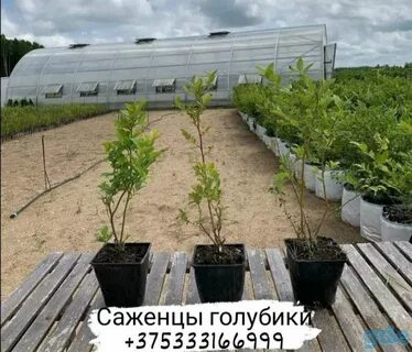 Питомники оптом