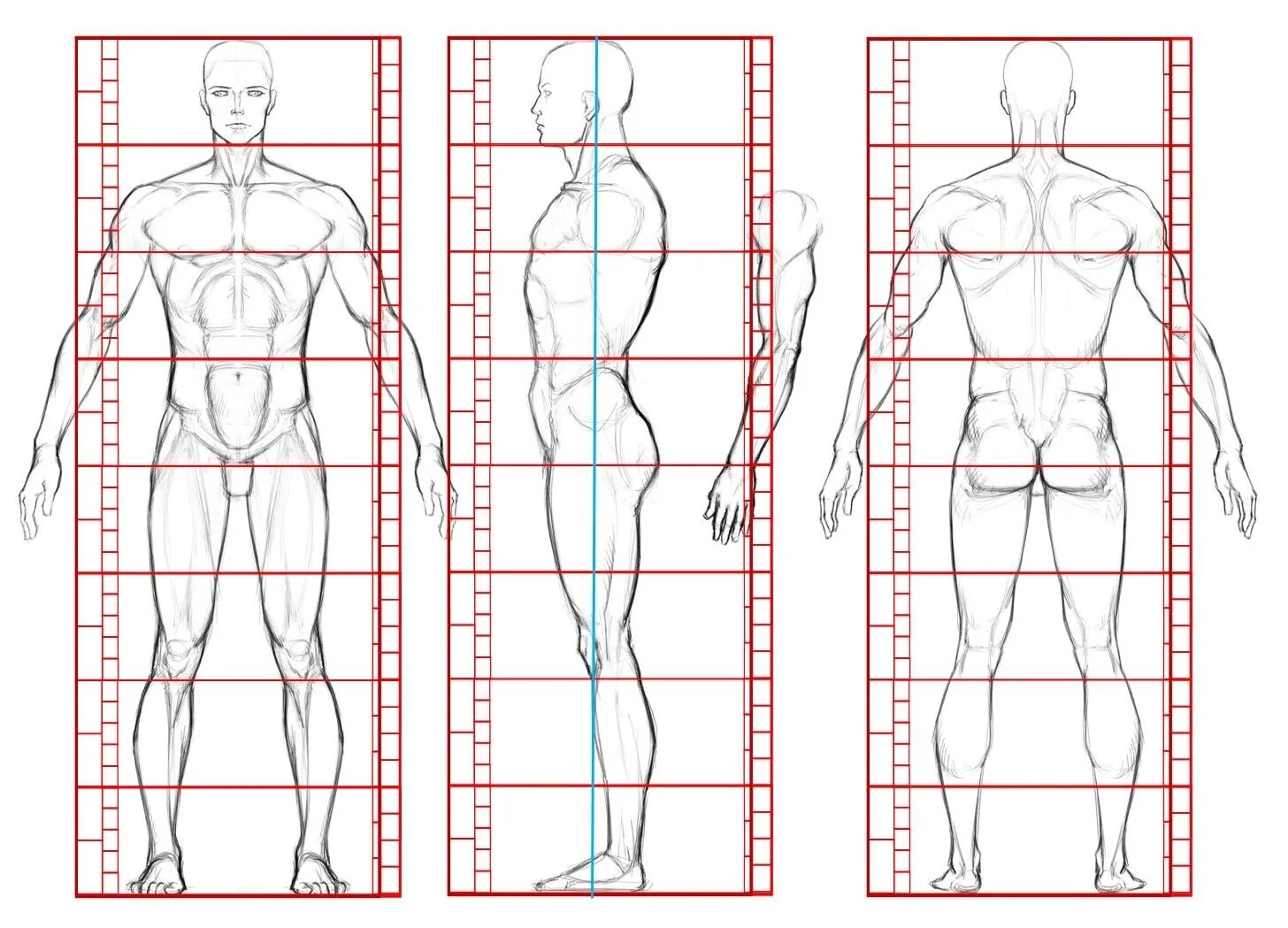 Соотношение пропорций тела человека. Пропорции тела человека рисунок схема. Пропорции тела человека чертеж. Пропорции тела человека при рисовании схема. Рисунок насколько