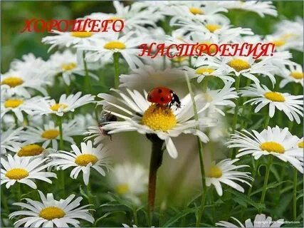 Доброе утро с ромашками с надписями