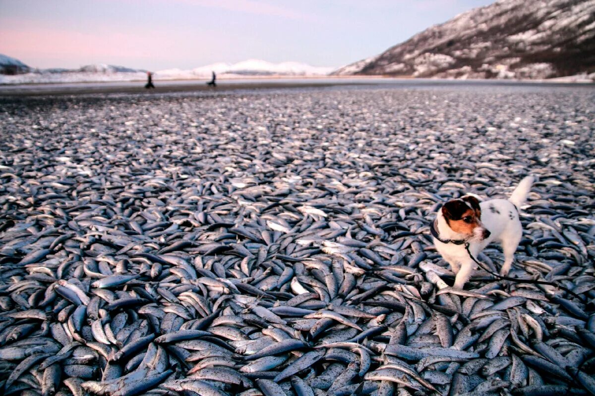 Мертвая ловля. Мойва Охотское море. Рыболовство. Промысел рыбы. Много рыбы.
