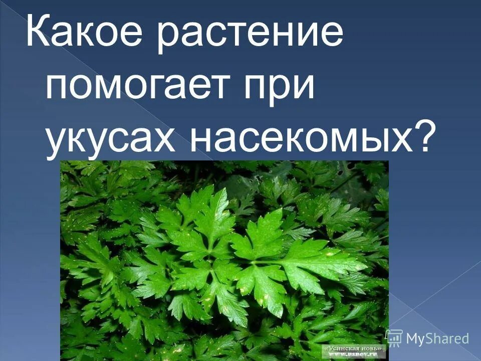 Растения которые отпугивают мух. Какие травы помогают при простуде. Стебель подорожника. Редкие растения челябинской области. Какое растение поможет.