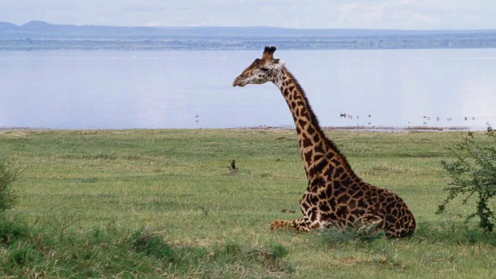 Жираф среда обитания. Ареал жирафа. Ареал обитания Жирафов. Парнокопытные Жираф. Место обитания жирафа.