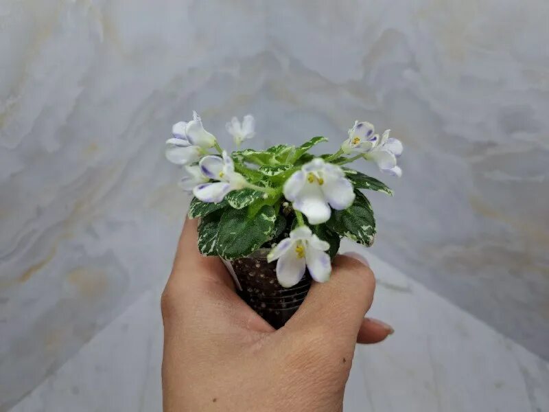 Сорт фиалки волшебный тюльпан. Hunter s tiny tulips. Фиалка сакура. Mini papa фиалка. Hunter's enigma фиалка.