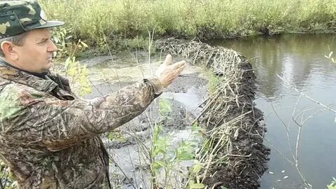 Плотина бобра видео