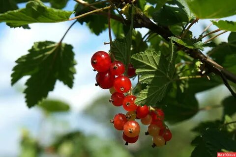 Новая смородина