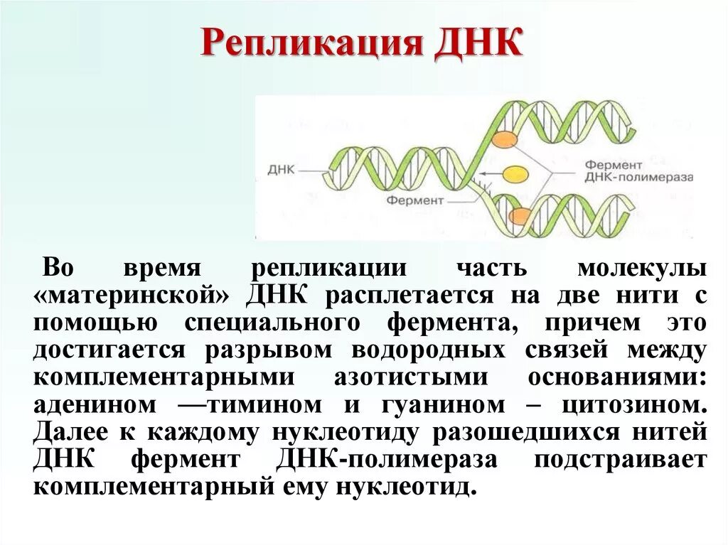 Днк в какое время. Репликация ДНК. Процесс репликации ДНК. Основные процессы репликации ДНК. Последовательность этапов репликации молекулы ДНК.