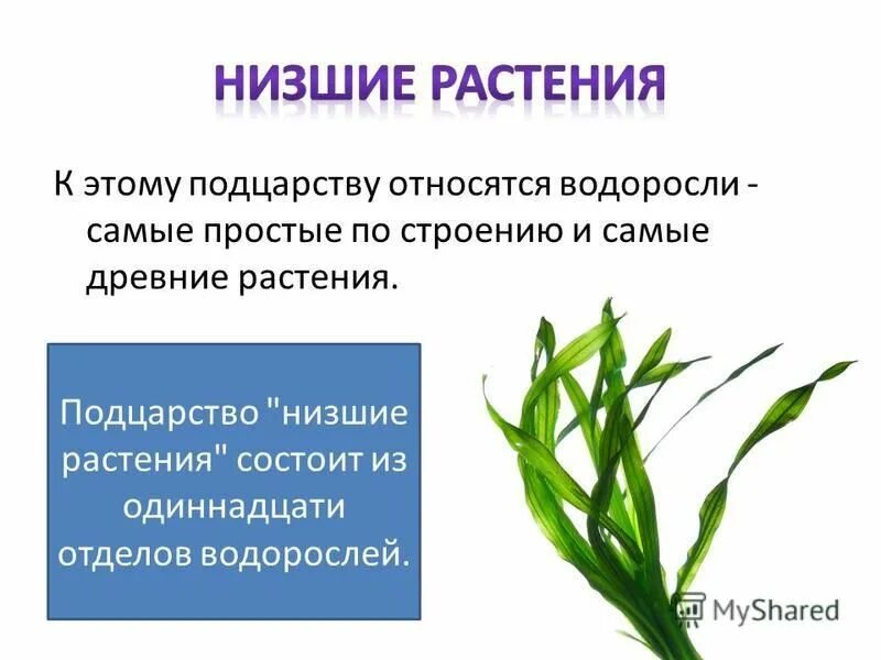 Известно что водоросли относятся к низшим растениям