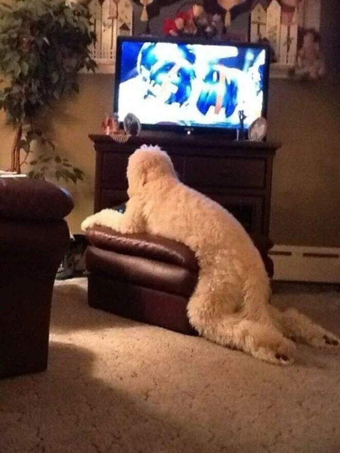 Собака и телевизор. Мебель животные. Собака смотрит телевизор. Диван для собаки.