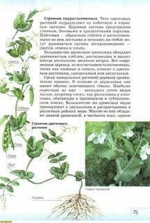 Рассмотрите покрытосеменное