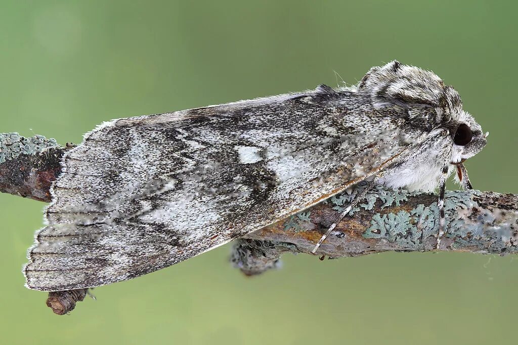 мотылек богонга. красная орденская лента бабочка. Hyalophora cecropia гусеница. ночная бабочка 8. бражник орденская лента.