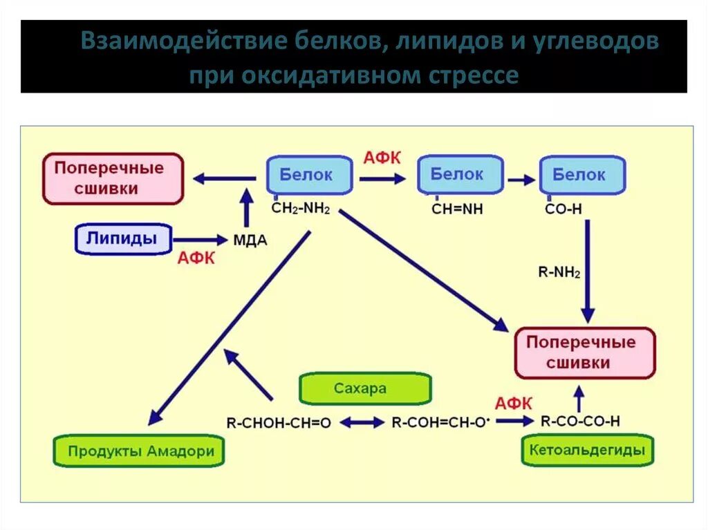 Белки стресса. Схема взаимосвязь белков липидов углеводов. Взаимосвязь обмена углеводов, липидов и белков.. Взаимосвязь обмена белков и липидов. Взаимосвязь белков липидов и углеводов.