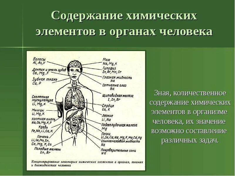 Их в организме человека. Химические элементы в организме человека. Химические элементы в органах человека. Содержание химических элементов в организме человека. Содержание химических элементов в органах человека.