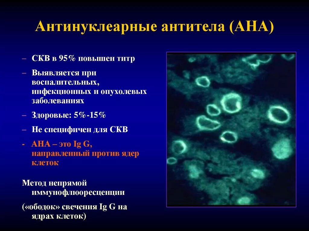 Антиядерные антитела антинуклеарные антитела скрининг. Антинуклеарные антитела Ana норма. Антитикулярные антитела это. Исследование антител к ядерным антигенам.
