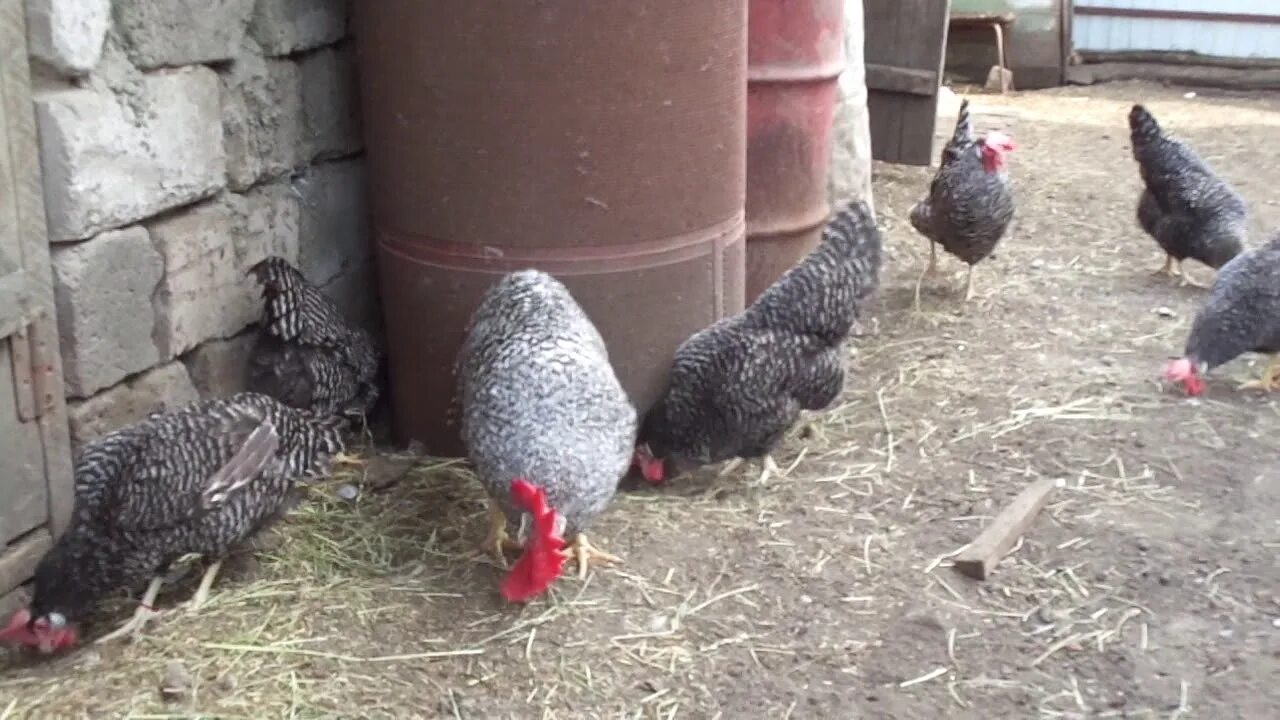 Цыплята брекель. Порода кур немецкий ястреб шпербер. Тетра спербер порода кур. Куры ястребы. Немецкий ястреб порода кур.