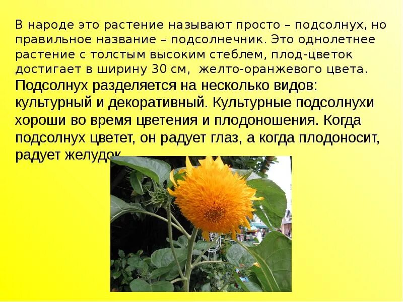 Подсолнух текст описание. Описание цветка подсолнуха. Цветок подсолнечника описание. Презентация на тему подсолнух. Сообщение о подсолнечнике.